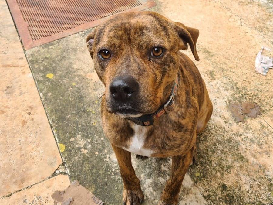 Adotta un cane, maschio, 3 anni e 5 mesi, Bari