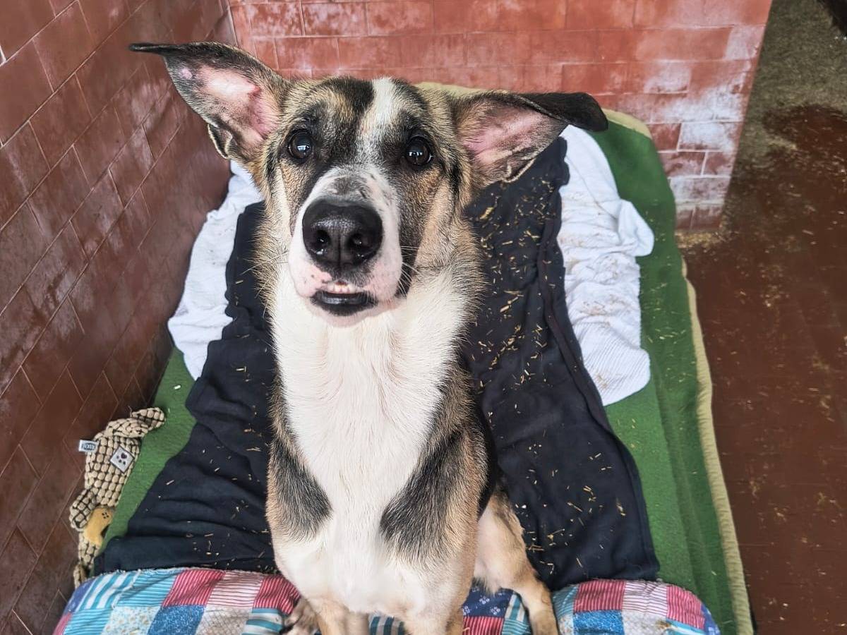 Adozione cane, maschio, Razza sconosciuta Razza sconosciuta, 5 mesi, taglia piccola, Milano
