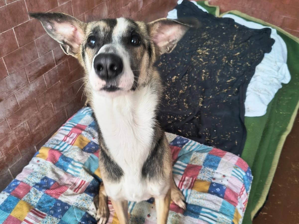 Adotta un cane, maschio, 5 mesi, Milano