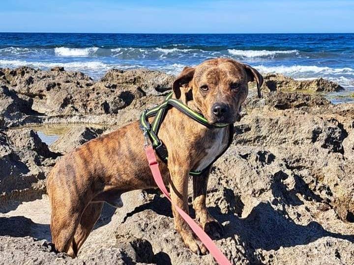 Adotta un cane, taglia media contenuta, maschio, Bari