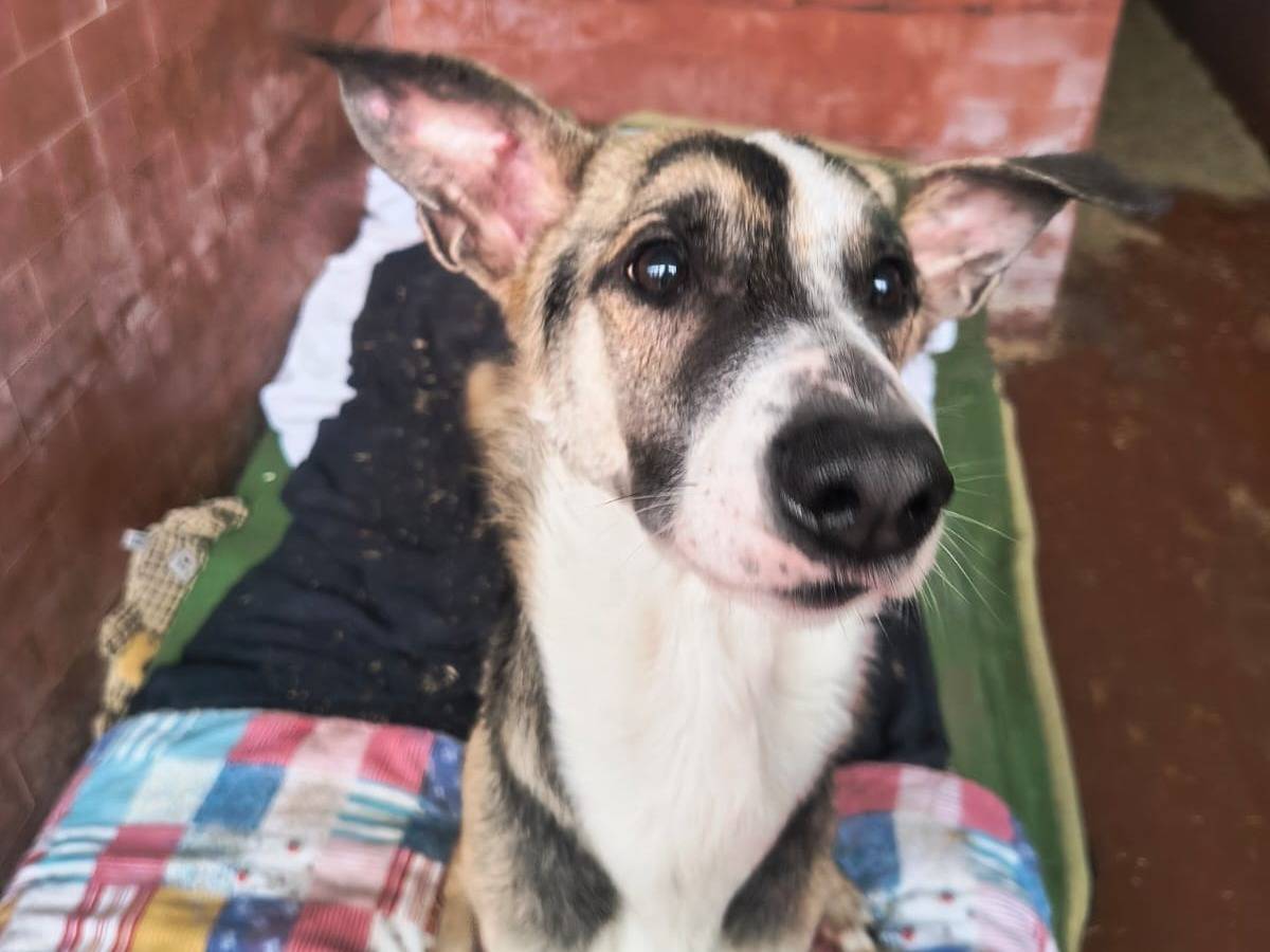 Adotta un cane, taglia piccola, maschio, Milano