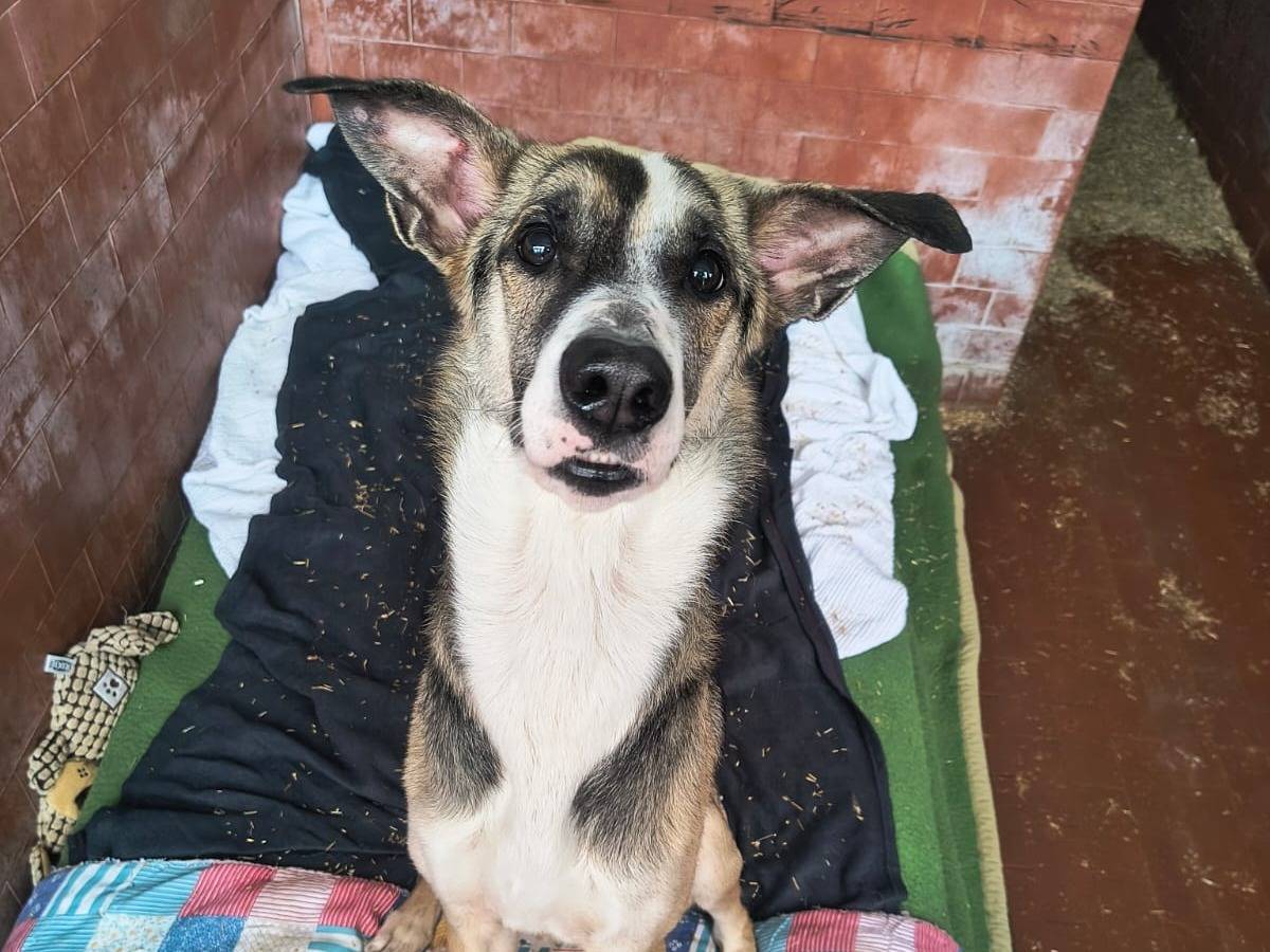 Vuoi adottare un cane a Milano?