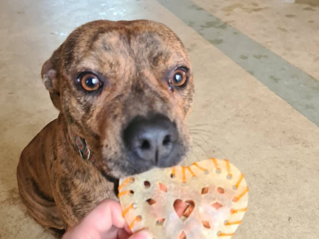 Adotta il cane Harley a Bari
