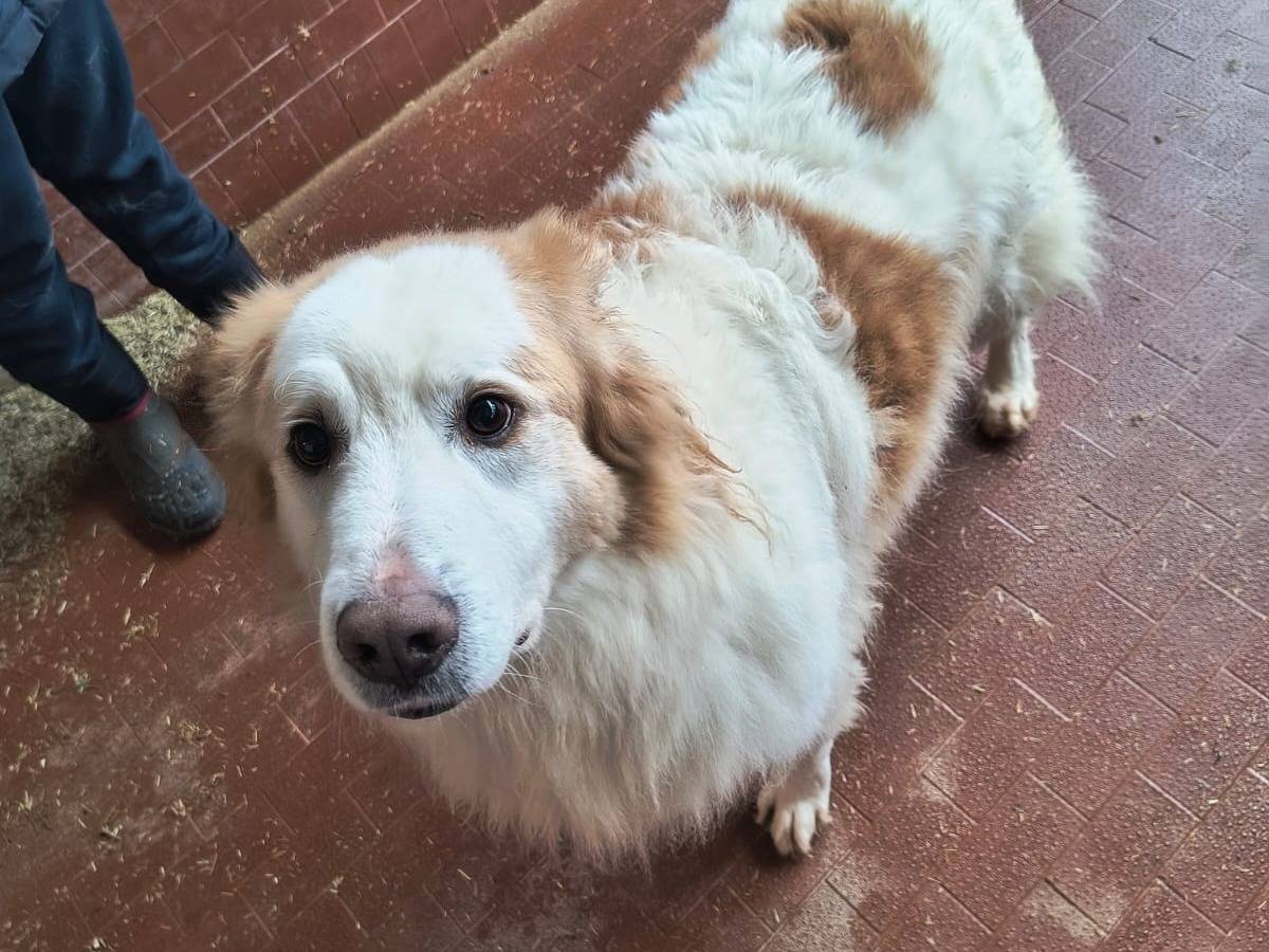 Adotta un cane, maschio, 9 anni  e 4 mesi , Milano