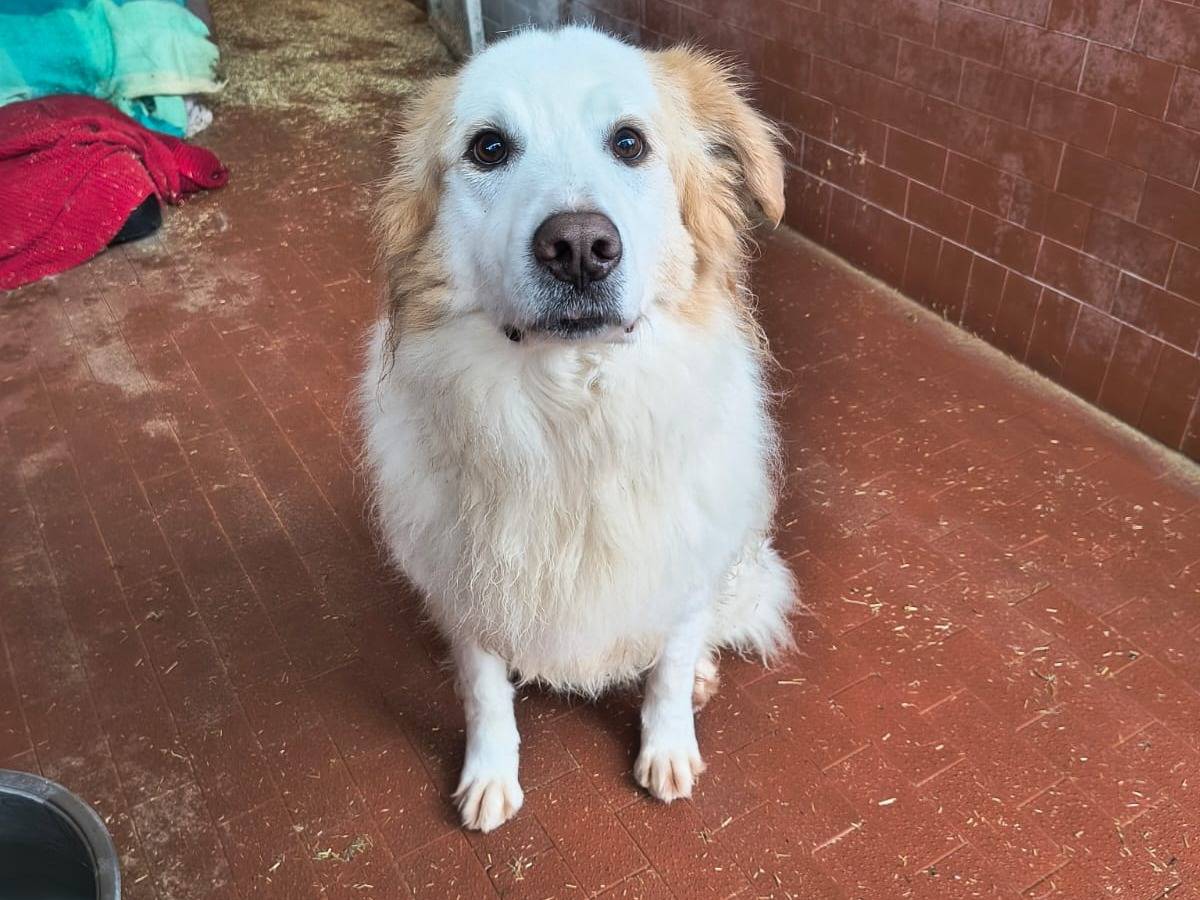 Adotta un cane, taglia grande, maschio, Milano