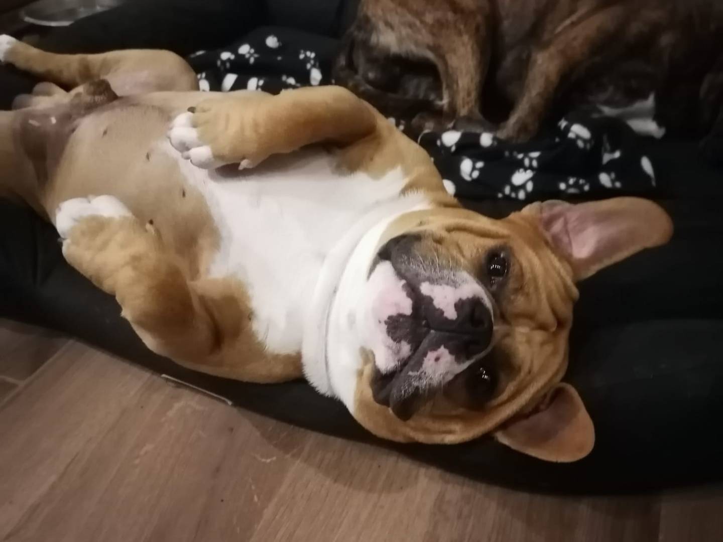 Vuoi adottare un cane a Roma?