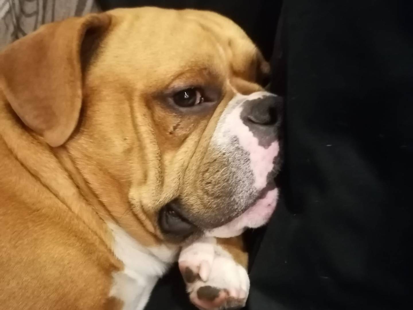 Adotta il cane LEO a Roma