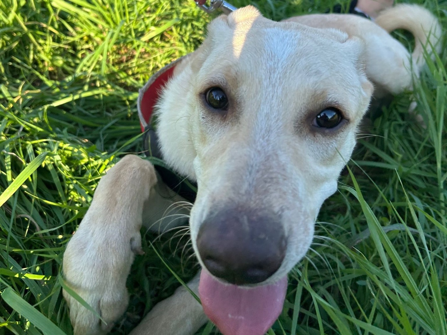 Adozione cane, maschio, Razza sconosciuta Razza sconosciuta, 9 mesi, taglia media, Lucca