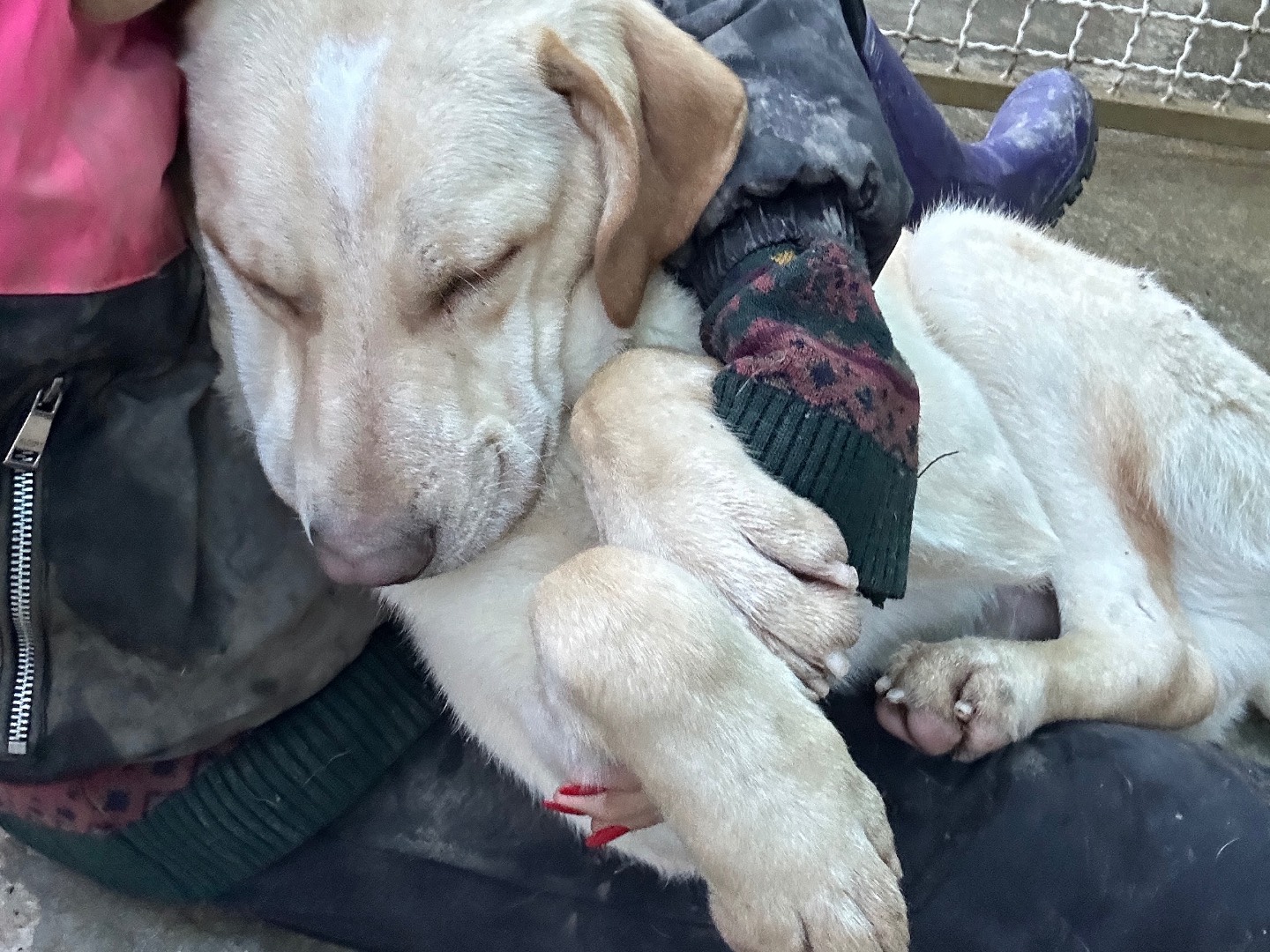 Adotta un cane, maschio, 9 mesi, Lucca