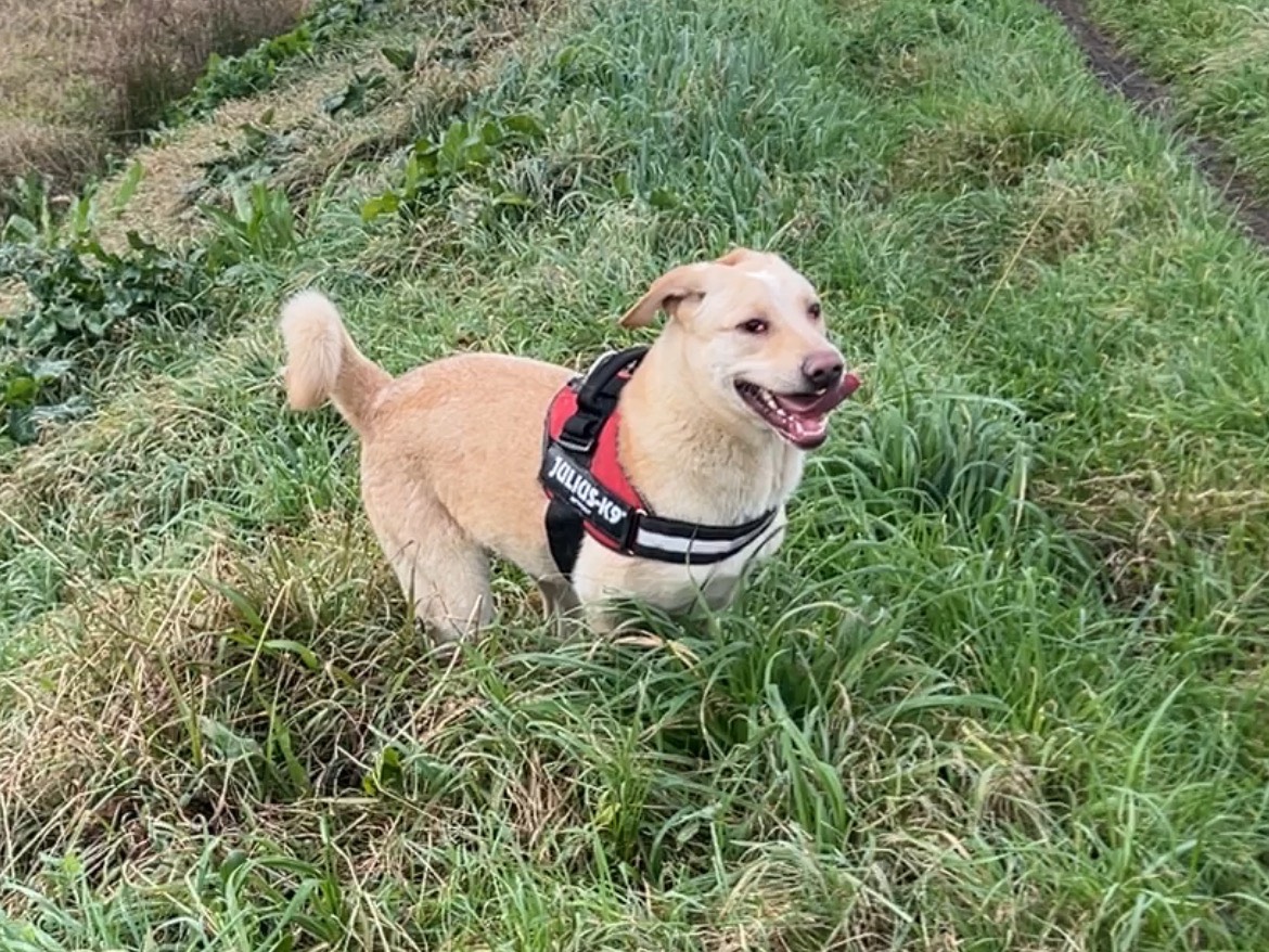 Adotta un cane, taglia media, maschio, Lucca