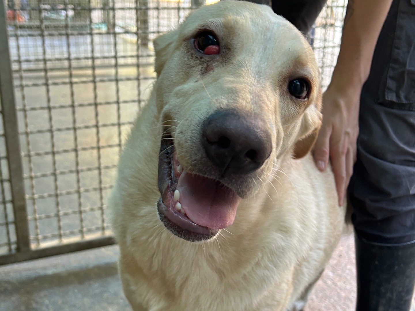 Vuoi adottare un cane a Lucca?