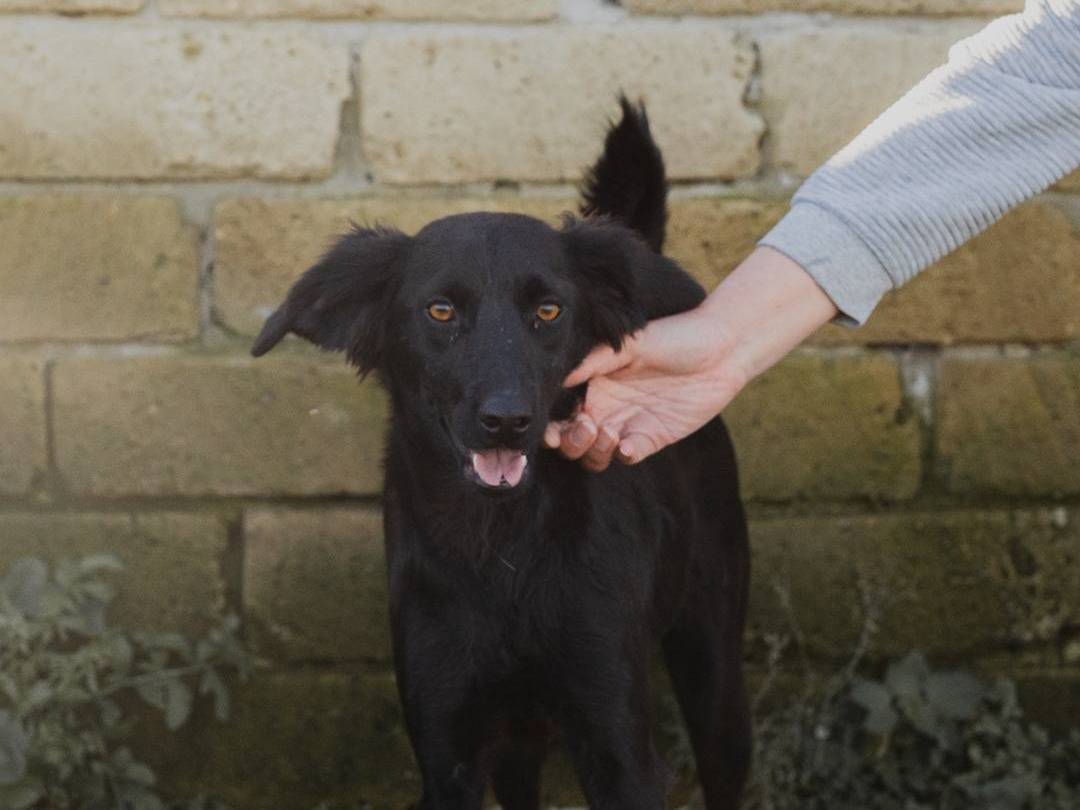 Adozione cane, maschio, Beagle  Border Collie, 1 anno e 7 mesi , taglia media contenuta, Caserta