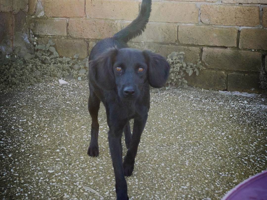 Adotta un cane, maschio, 1 anno e 7 mesi , Caserta