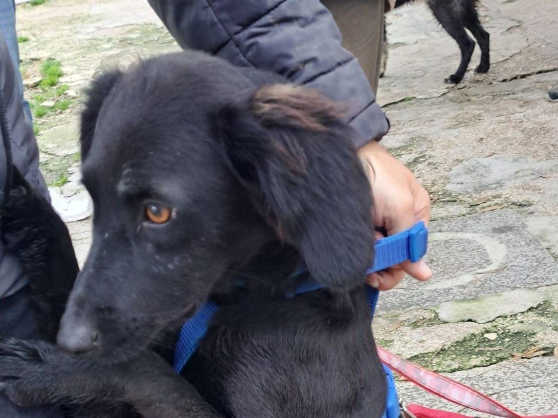 Adotta un cane, taglia media contenuta, maschio, Caserta
