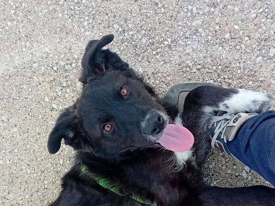 Adozione cane, maschio, Border Collie Razza sconosciuta, 8 mesi, taglia media contenuta, Caserta