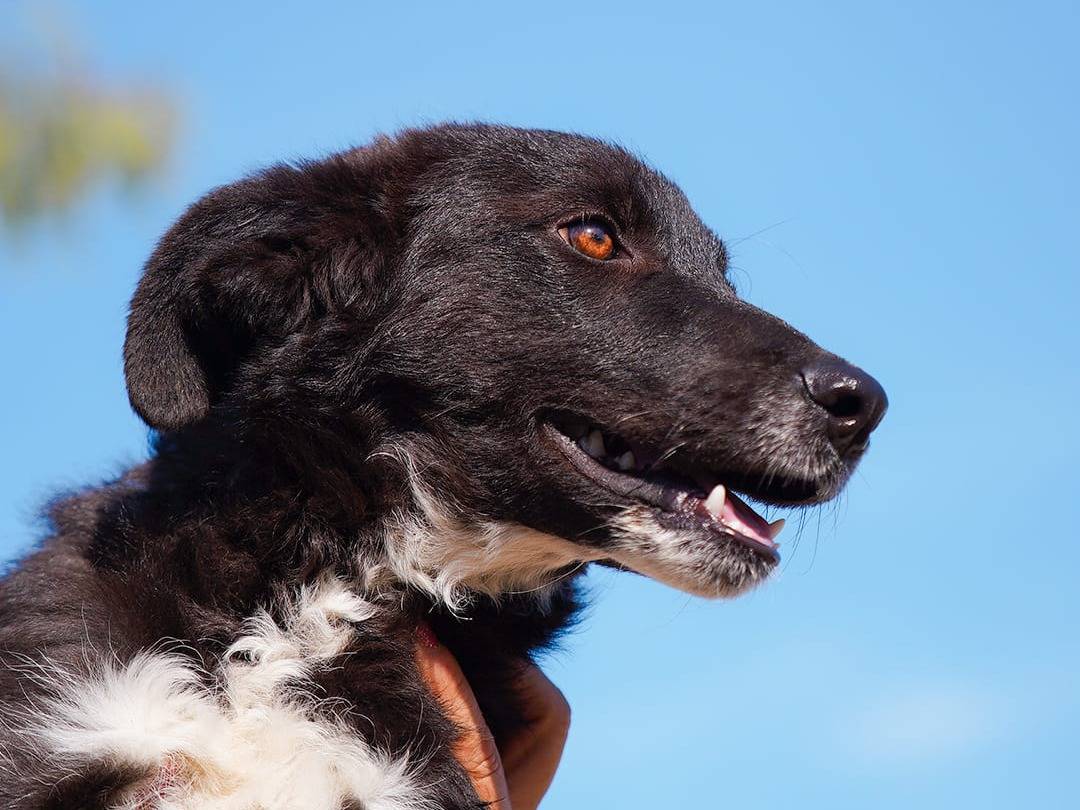 Adotta un cane, maschio, 10 mesi, Caserta