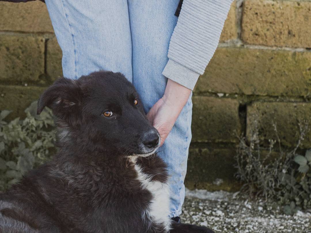 Adotta un cane, taglia media contenuta, maschio, Caserta