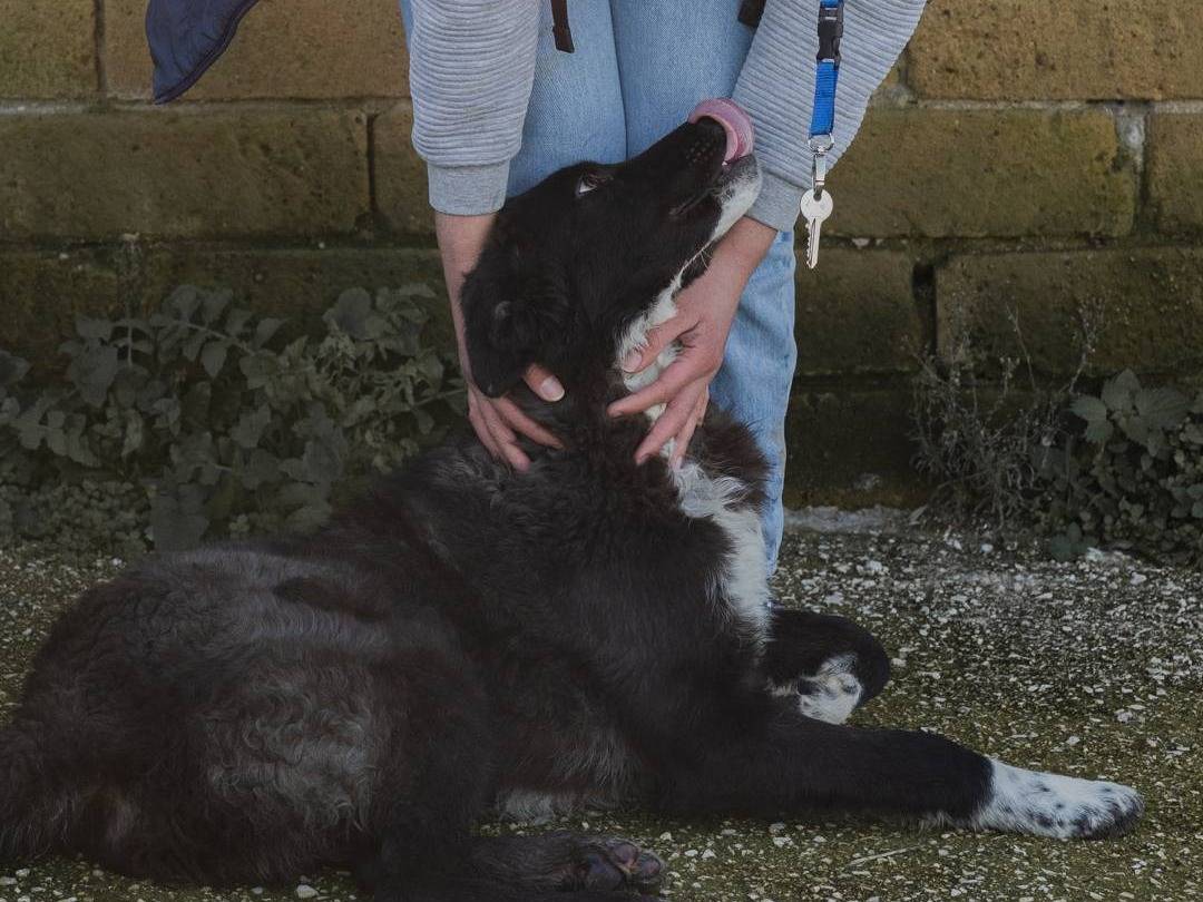 Adotta il cane HOLY a Caserta