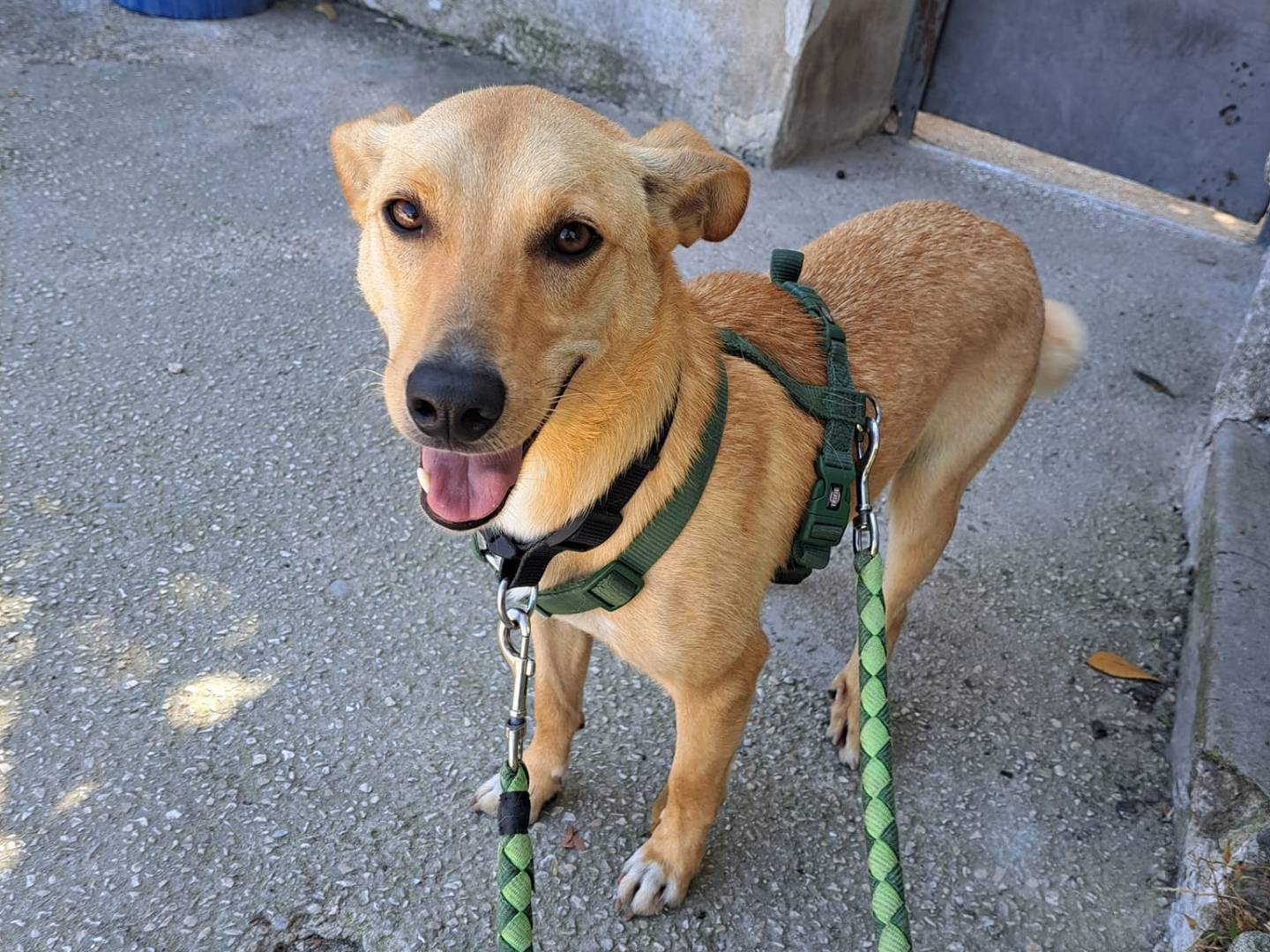 Adotta il cane JUNIOR a Caserta