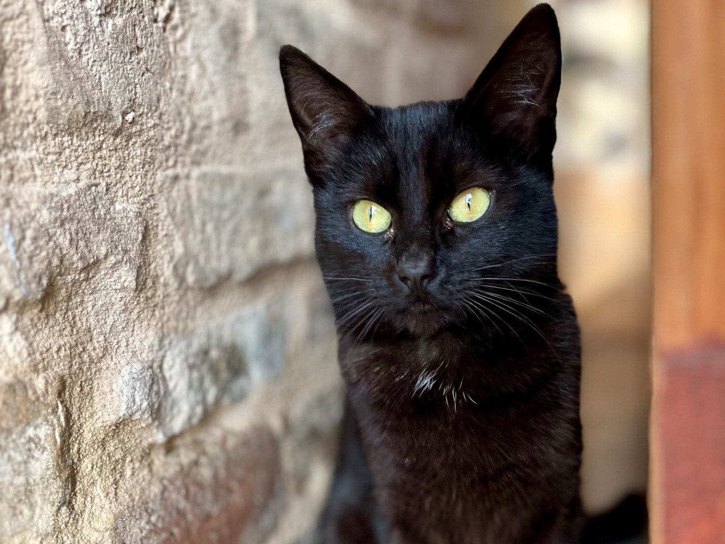 Foto dell'animale
