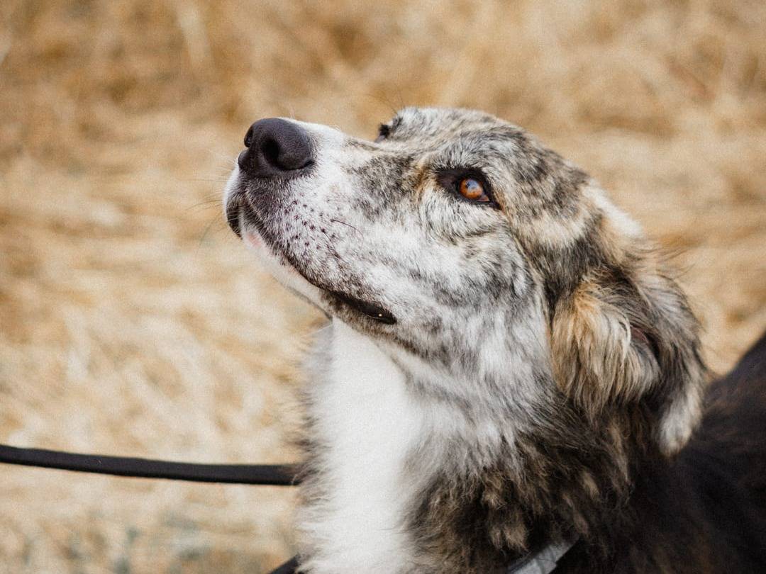 Foto dell'animale