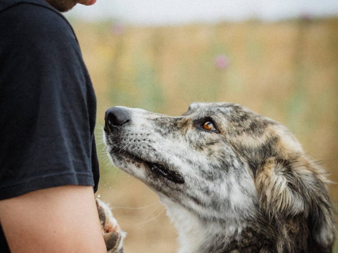 Adotta un cane, taglia grande, maschio, Caserta