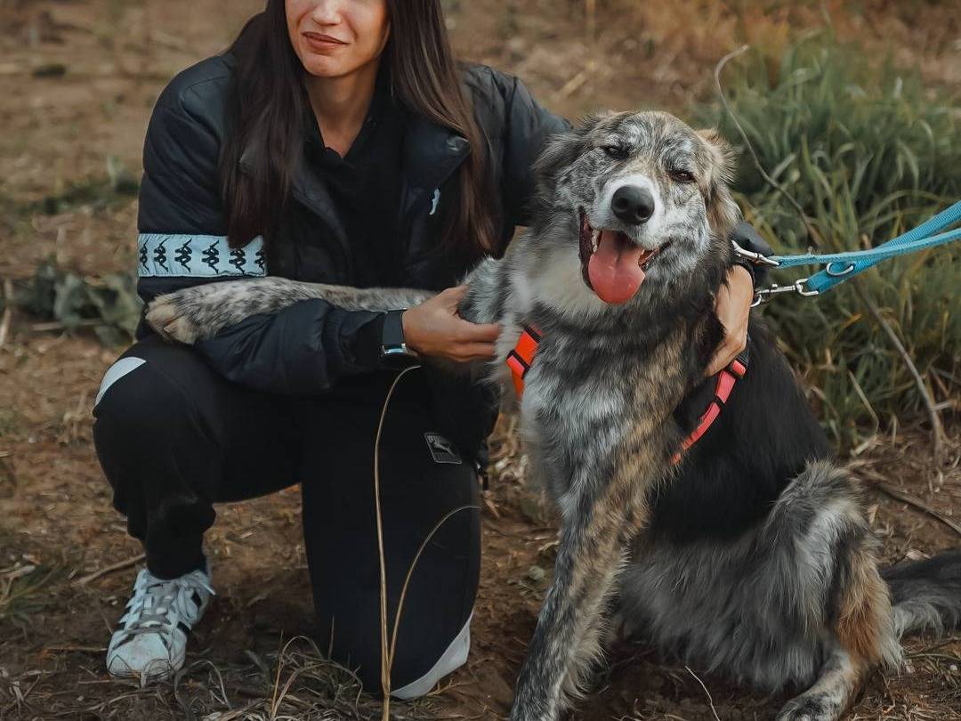 Adotta il cane Chandeler a Caserta