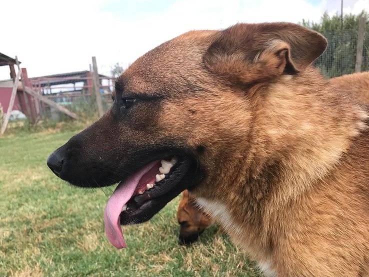 Adotta un cane, maschio, 2 anni  e 6 mesi , Latina