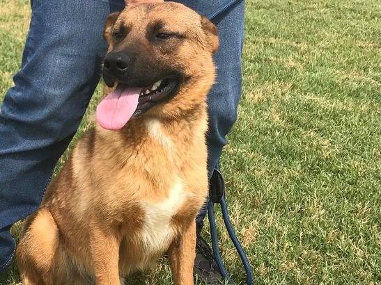 Adotta un cane, taglia media contenuta, maschio, Latina