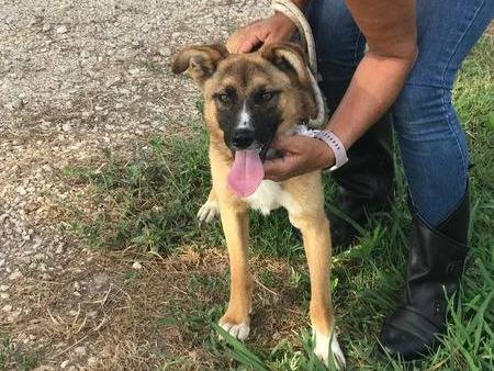 Adotta un cane, maschio, 2 anni  e 7 mesi , Latina