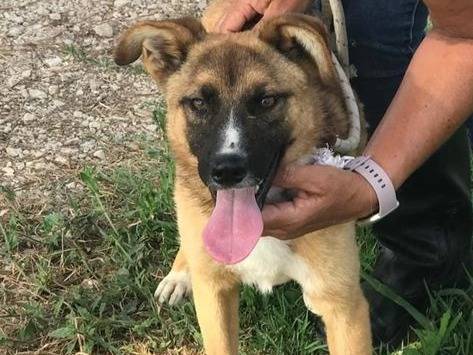 Adotta un cane, taglia media contenuta, maschio, Latina