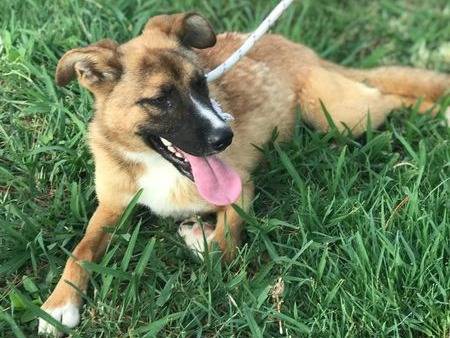 Vuoi adottare un cane a Latina?