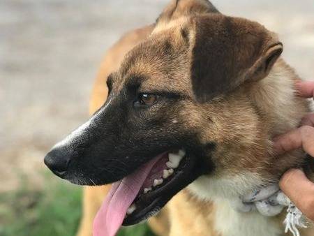 Adotta il cane VULCANO a Latina