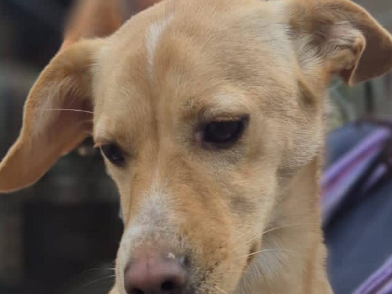 Foto dell'animale