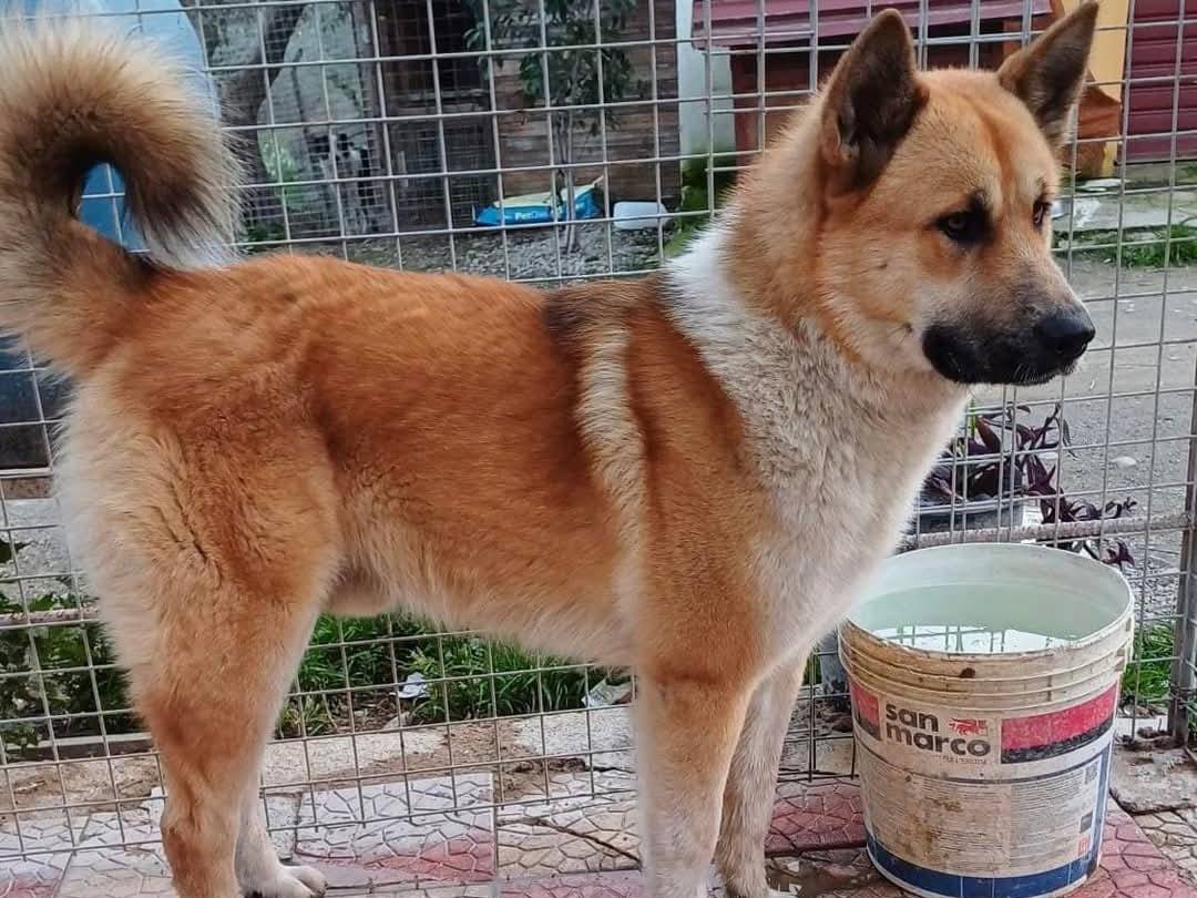 Adotta un cane, taglia grande, maschio, Crotone