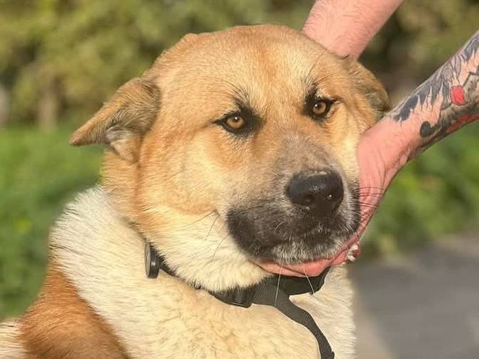 Vuoi adottare un cane a Crotone?