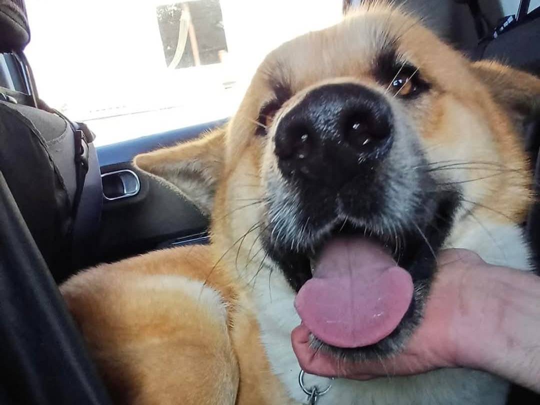 Adotta il cane Yoshi a Crotone