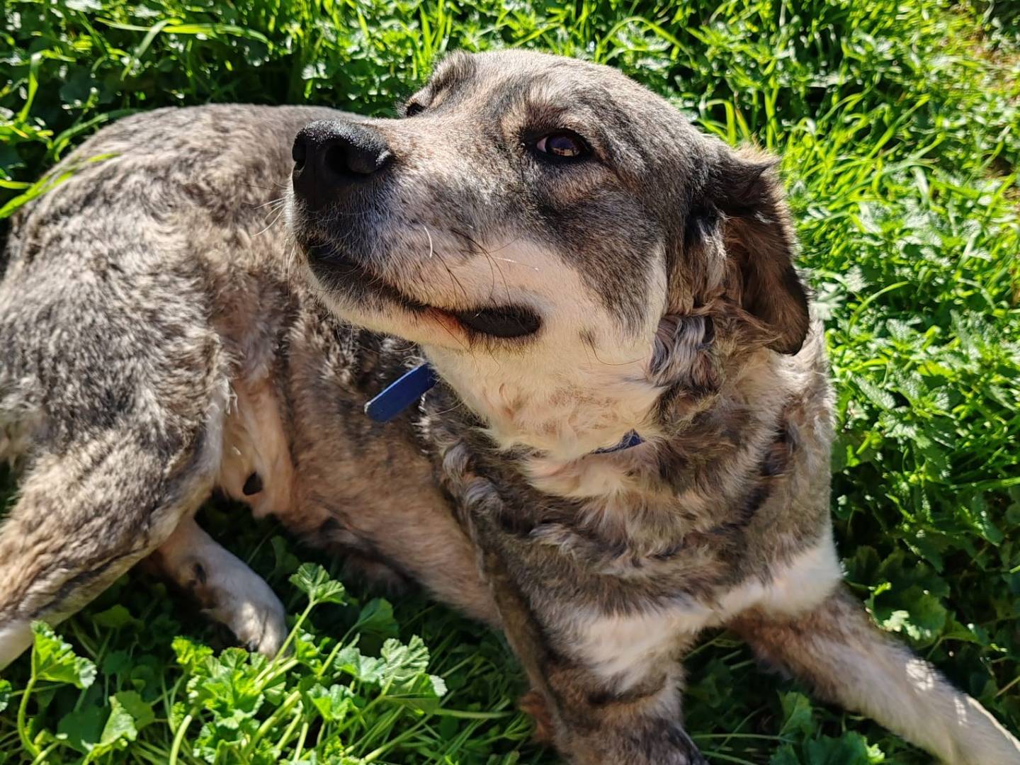 Adotta un cane, femmina, 3 anni  e 9 mesi , Crotone