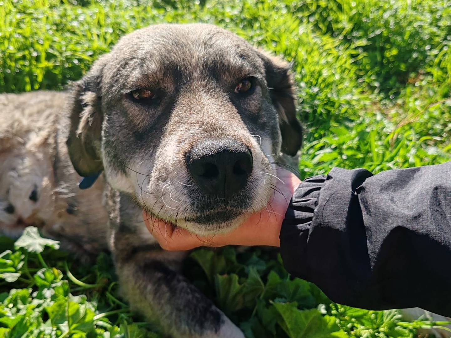 Adotta un cane, taglia grande, femmina, Crotone