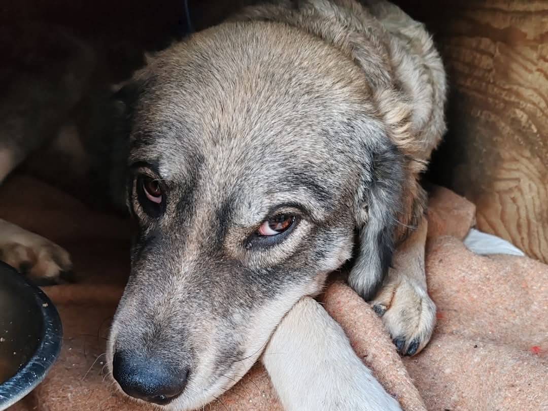 Vuoi adottare un cane a Crotone?