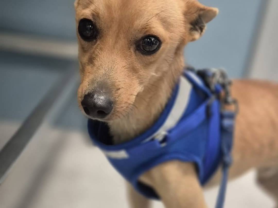 Adozione cane, maschio, Razza sconosciuta Razza sconosciuta, 4 anni  e 6 mesi , taglia piccola, Crotone