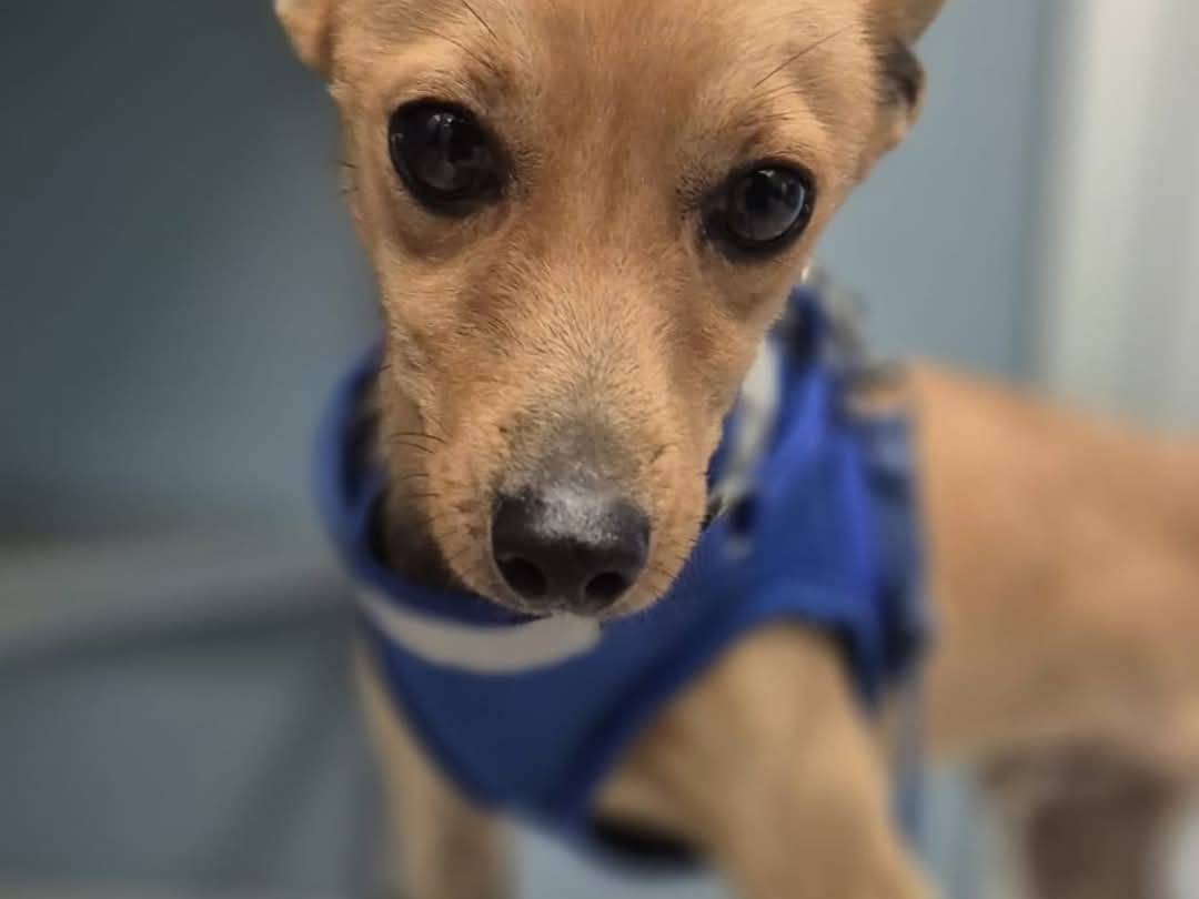 Adotta un cane, maschio, 4 anni  e 6 mesi , Crotone