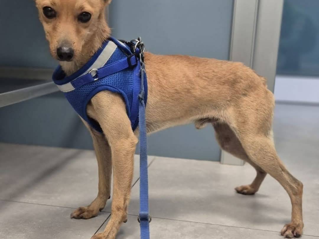 Adotta un cane, taglia piccola, maschio, Crotone