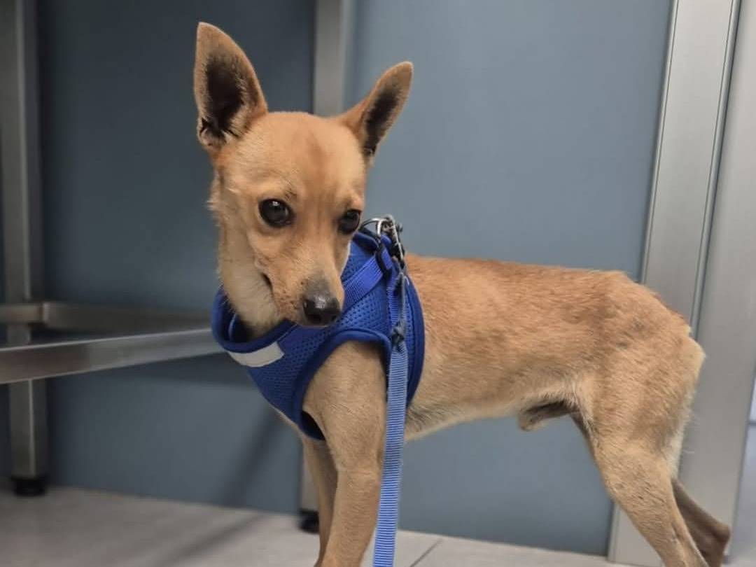 Vuoi adottare un cane a Crotone?
