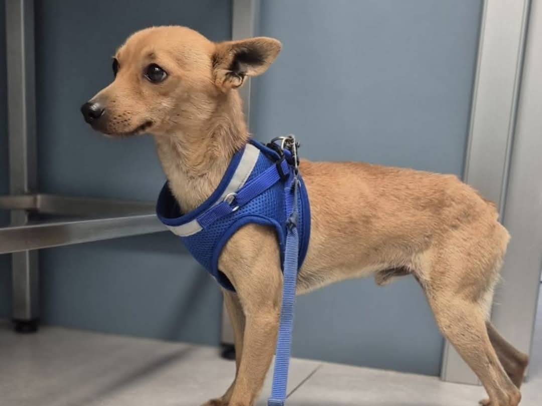 Adotta il cane Pedro  a Crotone