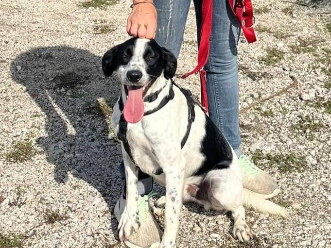 Adotta un cane, maschio, 1 anno e 6 mesi , Caserta