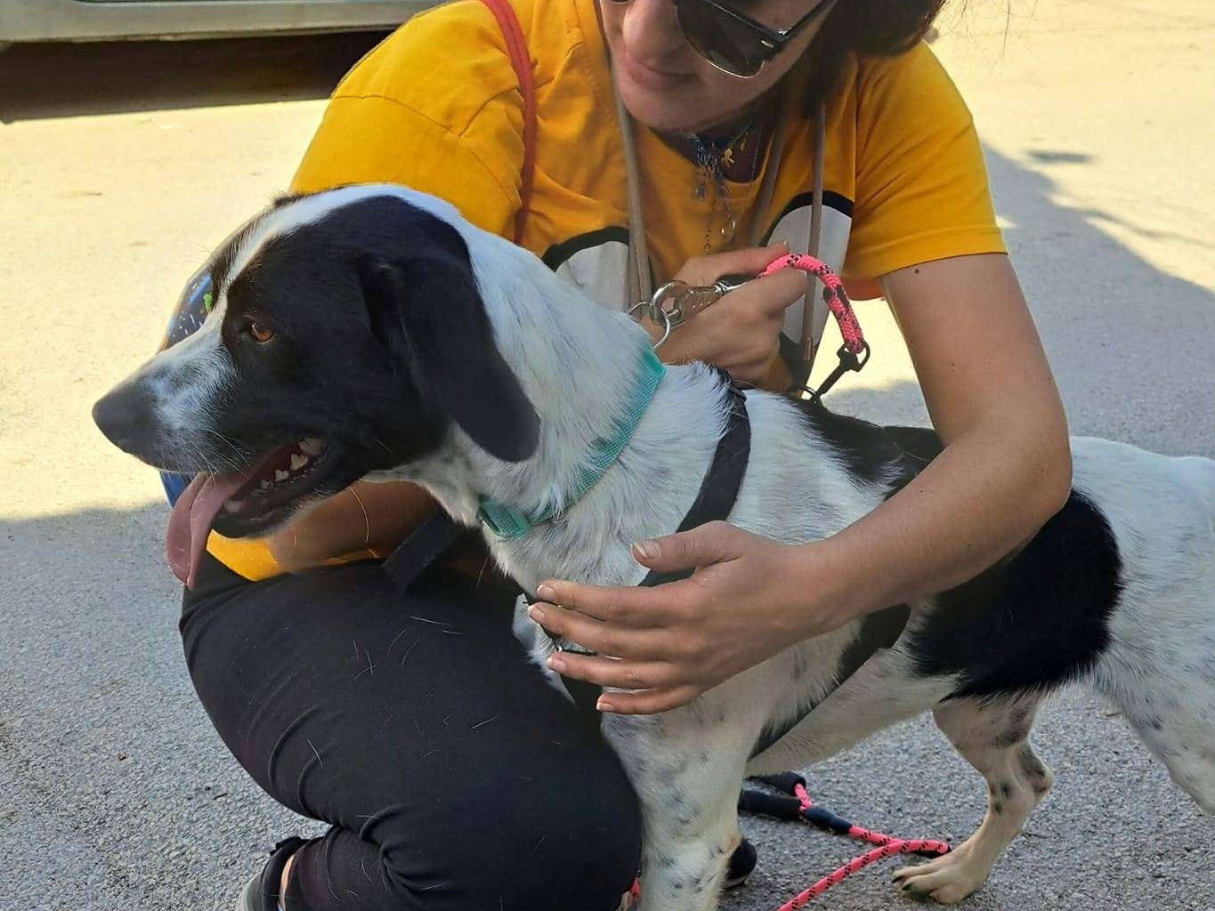 Adotta un cane, taglia media contenuta, maschio, Caserta