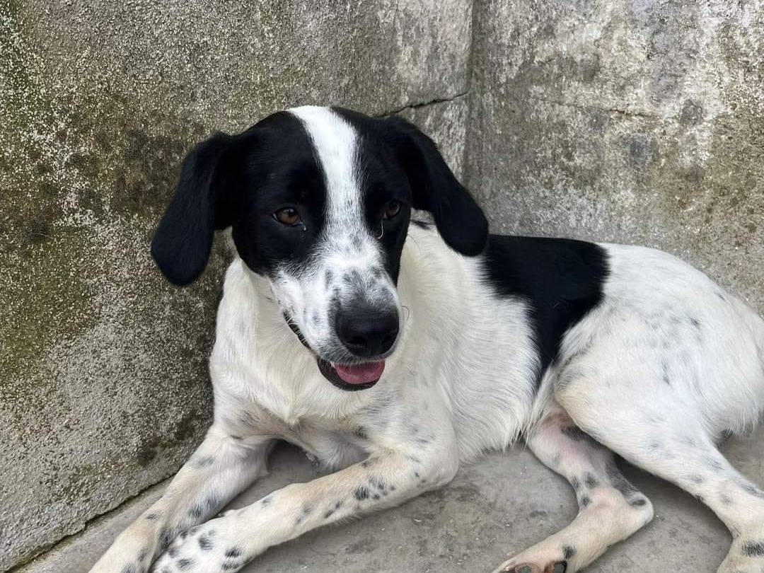 Vuoi adottare un cane a Caserta?