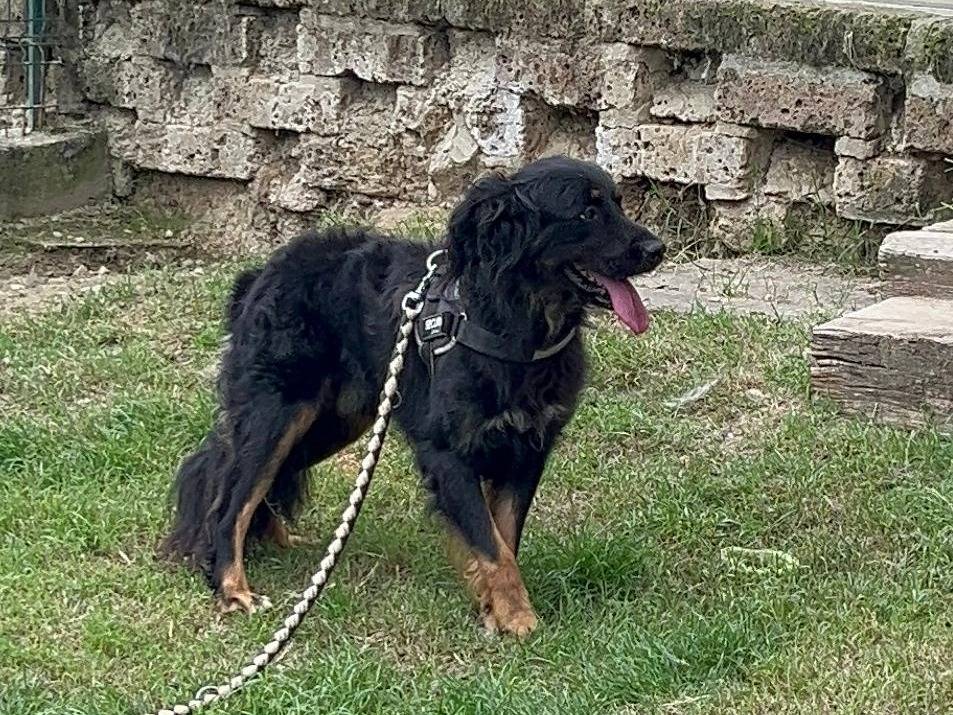 Adotta un cane, maschio, 2 anni  e 3 mesi , Alessandria