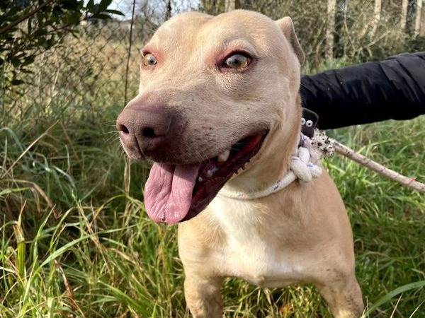 Adotta un cane, maschio, 7 anni  e 9 mesi , Latina